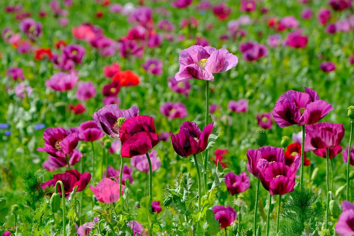 poppy-gf178fcb86_1920 Naturapotheke in Gefahr
