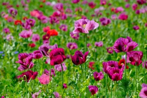 Aus Schlafmohn wird Morphin gewonnen.