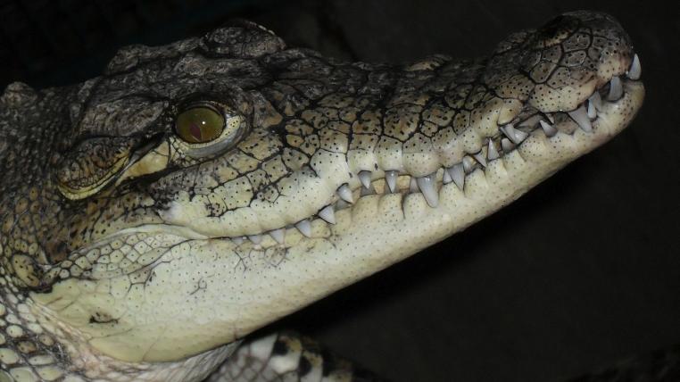 krokodil.jpg