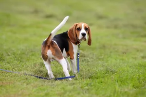 Der Beagle an der Schleppleine reagiert auf den Ruf und kommt gleich zurück.