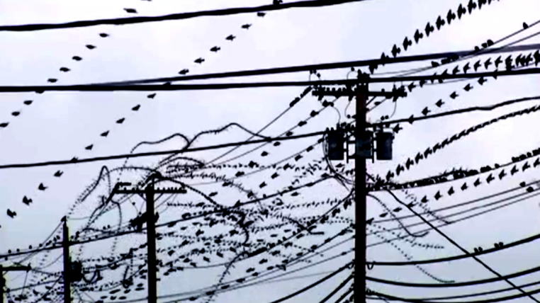 starlings.png