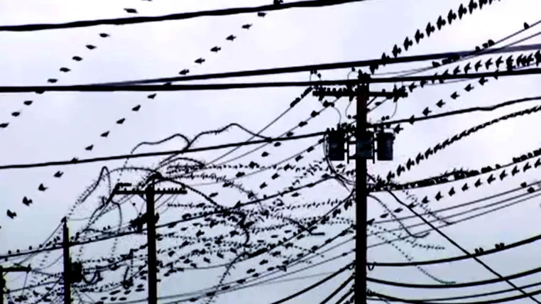 2a8e276df17e909464785ed0092f2f319d90db2d starlings.png