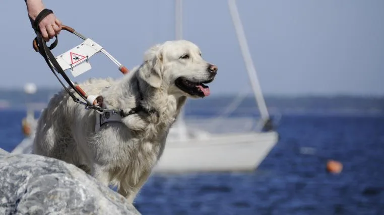 ca75a18dfade066435100106cbc27112ce05e60b blindenhund.jpg