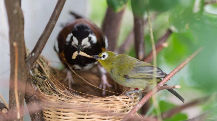 Sumbawa-Drossel und Brillenvogel