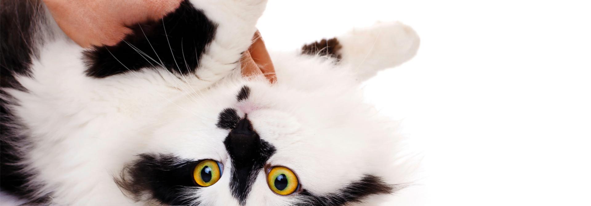 katze-richtig-streicheln.jpg