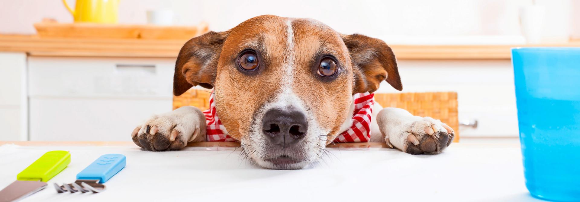 hund-betteln-abgewoehnen.jpg