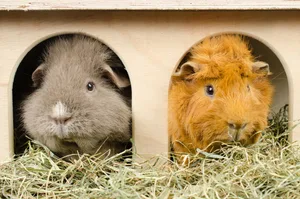 Meerschweinchen sind sozial und wollen mindestens zu zweit leben.