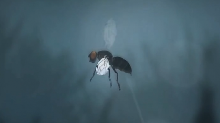 fliege.png