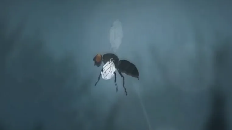 76c04eb45d454c3c6f46093df349e8435e390916 fliege.png