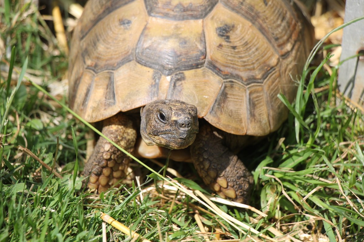 Winterruhe für mediterrane Landschildkröten