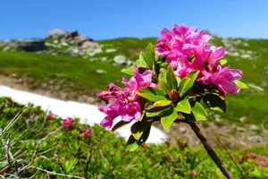 Alpenpflanzen überleben in grosser Höhe, indem sie mit erhöhtem Zuckergehalt im Gewebe Frostschäden verhindern.
