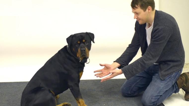 zauberhund.jpg