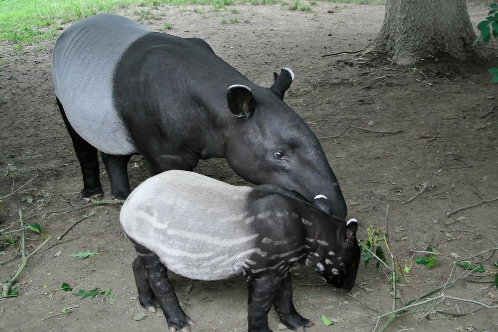 Fast verschwunden: Die tragische Geschichte des Schabrackentapirs