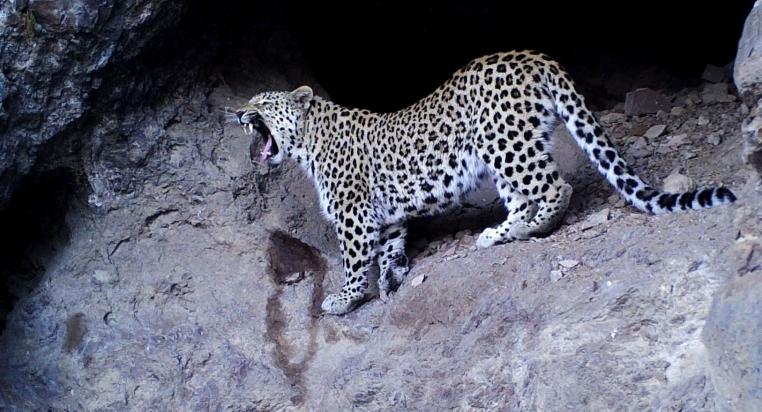 01-armenien-Kaukasus-Leopard-Neo-WWF-Kaukasus.jpg
