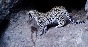 Das Auftauchen des Kaukasus-Leopards Neo war eine kleine Sensation.