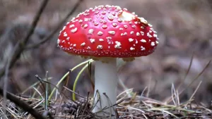 Der Fliegenpilz ist ein Altbekannter – Millionen von anderen Pilzarten sind aber noch unentdeckt.