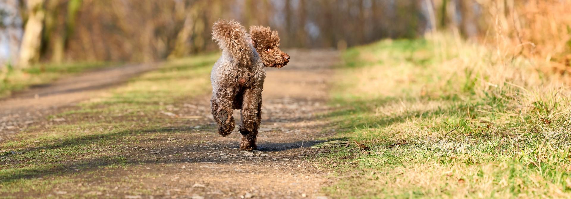 Hund läuft weg