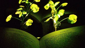 «Paradise Lost» von John Milton – beleuchtet von Brunnenkresse. Um wirklich lesen zu können, ist das Licht aber noch zu schwach.