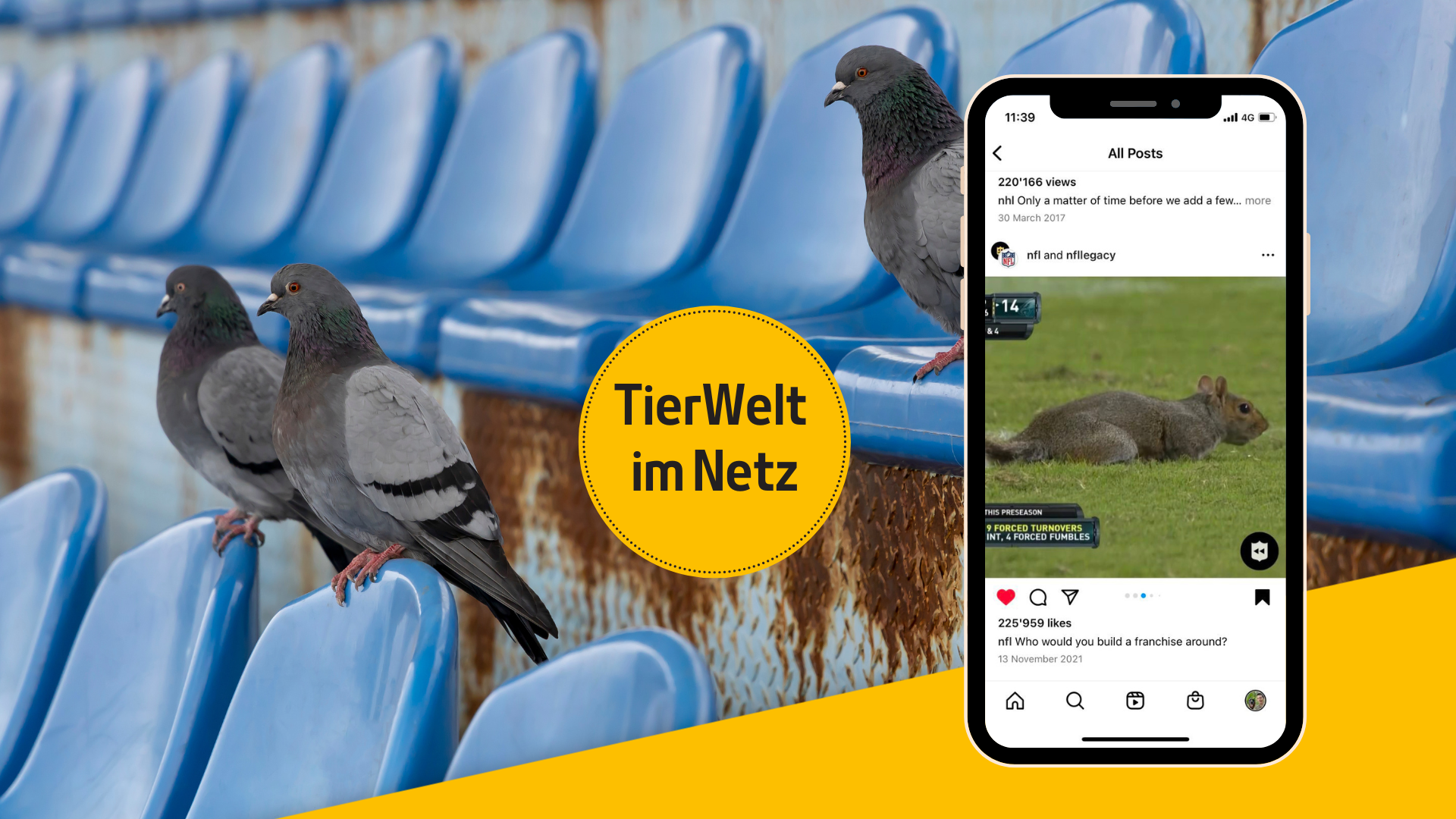 Wenn Tiere sich aufs Spielfeld verirren
