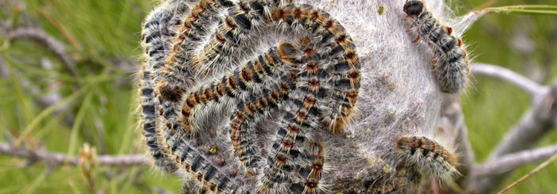 Thaumetopoea_pityocampa_larva02_John_H_Ghent_USDA_Forest_Service_United_States_s.jpg