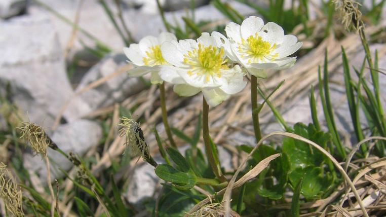 Ranunculus_alpestris-alpenhahnenfuss.jpg