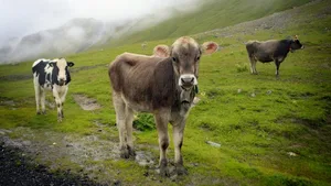 Wird zu wenig gegen den Ausstoss von Ammoniak und Phosphor in der Landwirtschaft getan? In Luzern ist eine Debatte zu diesem Thema entbrannt.