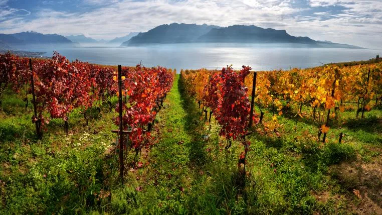 2ace56dfe225eb9ce4cac6a4771ac4a896103c34 Lavaux
