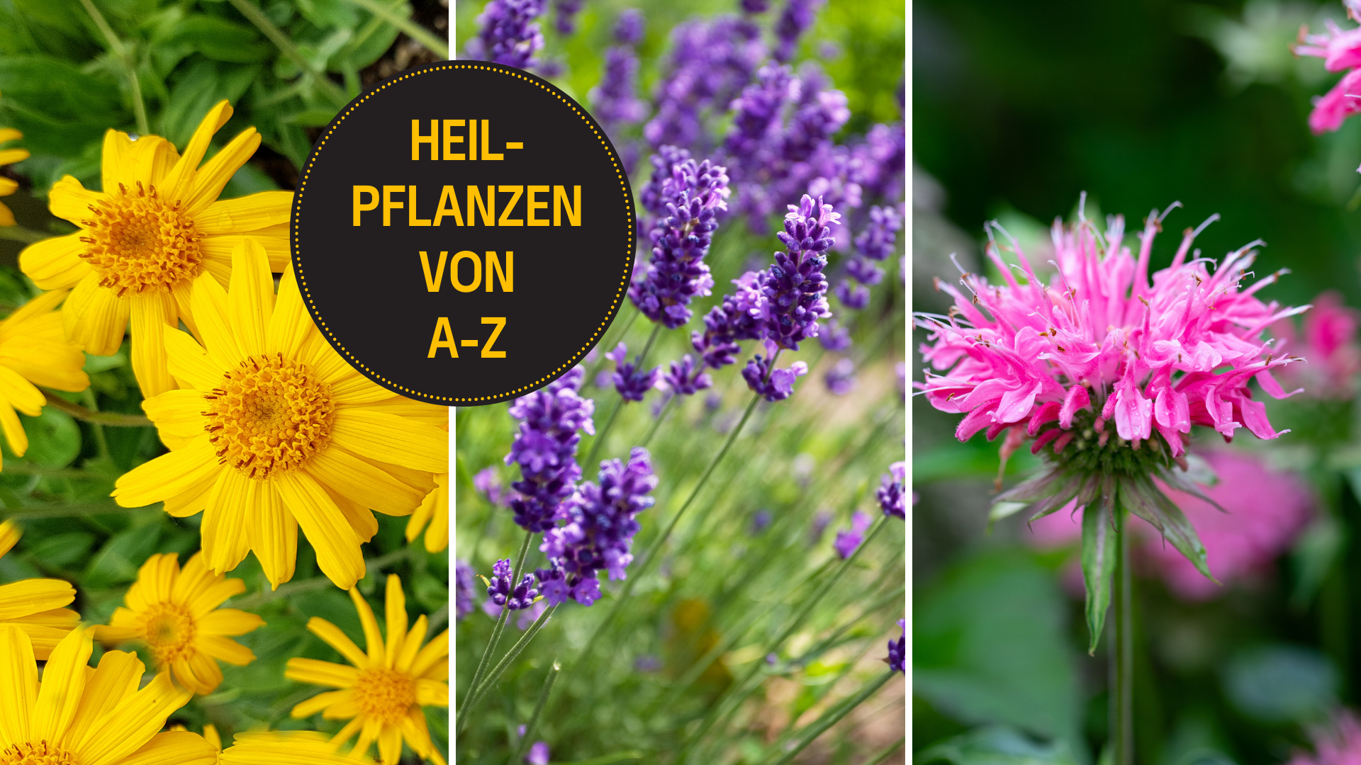 Arnika, Goldmelisse und Lavendel