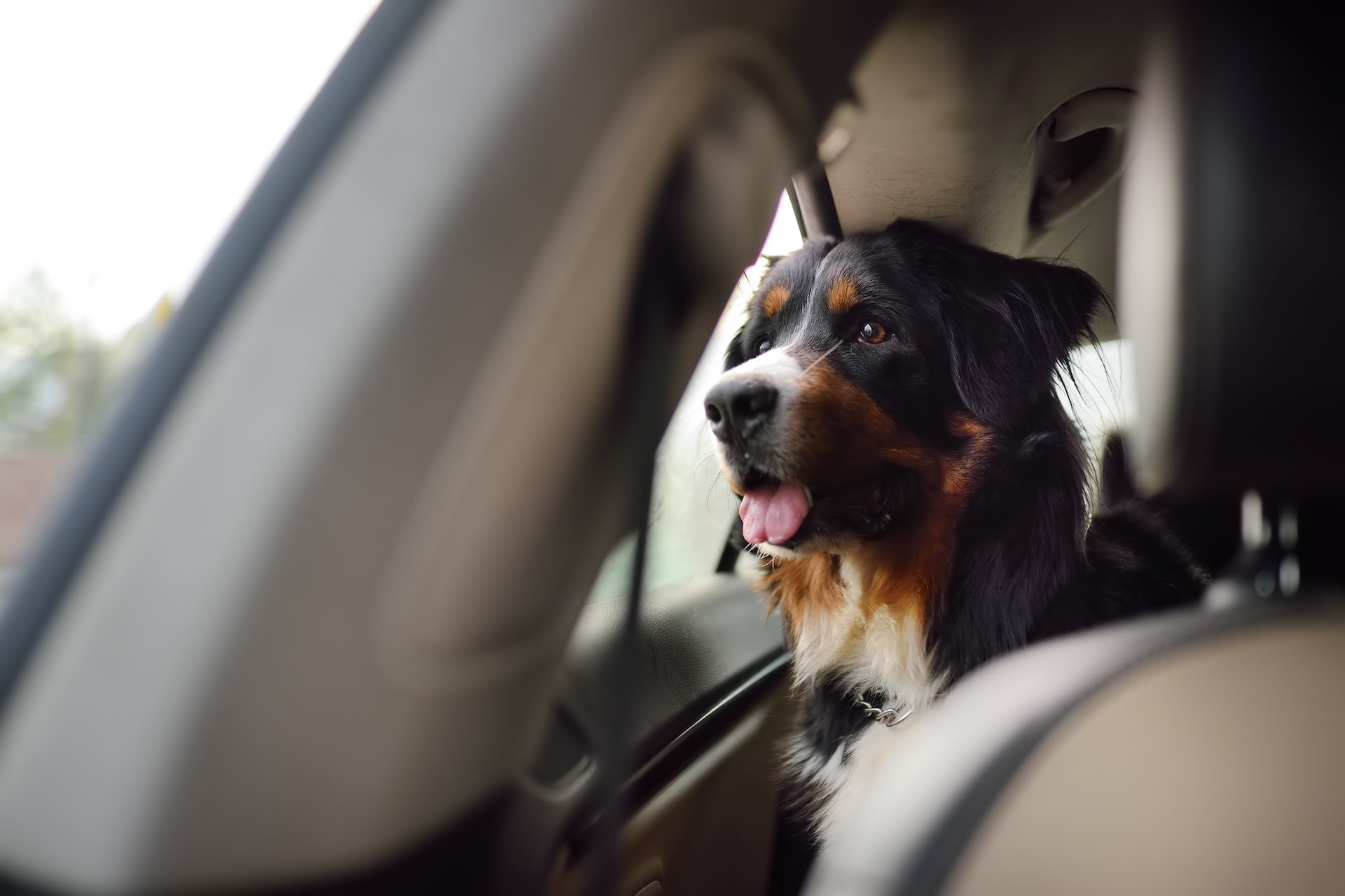 Ohne Stress mit dem Hund im Auto