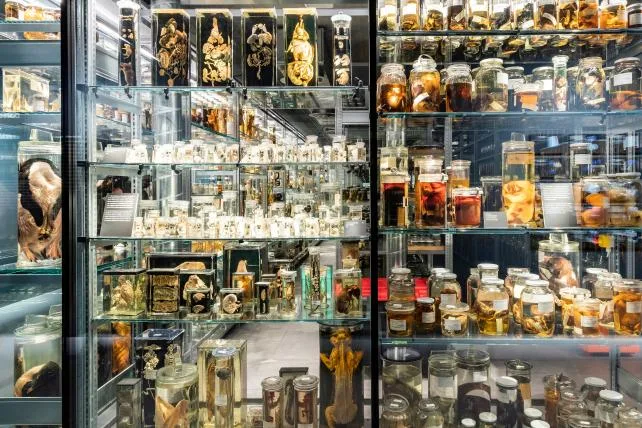 db1b19352419272e00433ef48a81c5b977b9b9c8 Nasssammlung im Naturhistorischen Museum