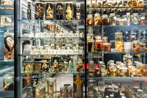 Nasssammlung im Naturhistorischen Museum in Bern: