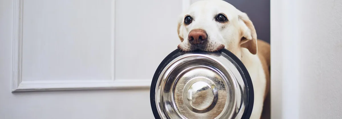 93bfaadc66b60b4b8e8f7869093a6e9635fd0529 Hund hält Futternapf im Maul