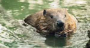 Dieser Biber aus der Reinacherheide in Baselland fühlt sich sichtlich wohl.