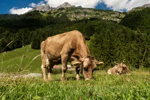 Würde der Rinderbestand reduziert werden, hätte dies grundsätzlich einen klimaschonenden Effekt. Doch ohne Beweidung verschwinden wertvolle Graslandschaften langfristig.