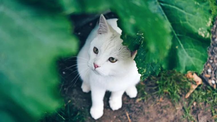5a789bf58300bae1d013f4faf4d052311942114f Ausgesetzte kleine weisse Katze