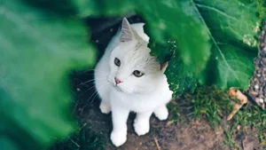 Ausgesetzt oder nicht, das ist hier die Frage. Besonders bei kleinen Katzen, die im Wald gefunden werden,ist die Wahrscheinlichkeit allerdings gross, dass sich jemand ihrer entledigen wollte.