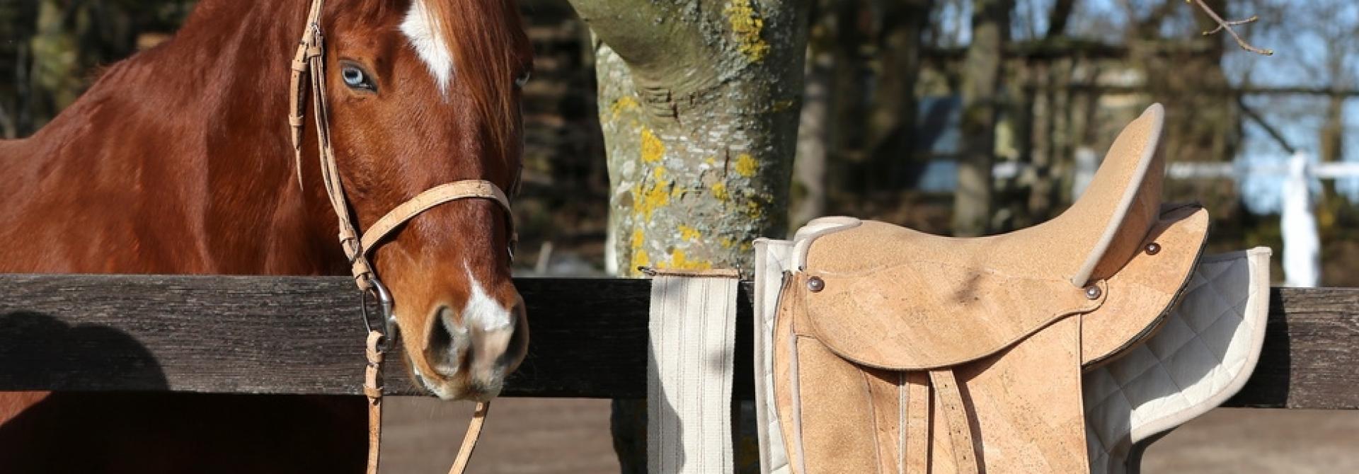 Pferd mit Zaumzeug aus Kork neben Sattel aus Kork