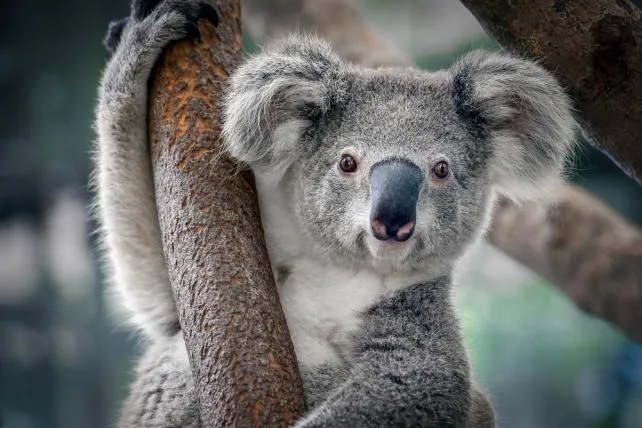 817c634a62a15591e1d12a45df8462786998eb92 01 Koala