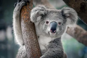 Die Bildergalerie zeigt die Gewinner und Verlierer 2017. Den Anfang bei den Verlierern macht der Koala (Phascolarctos cinereus). Einer WWF-Analyse zufolge sind in einigen Regionen Australiens seit den 1990er-Jahren 80 Prozent der Koalas verschwunden. Die Ursachen: Strassen- und Siedlungsbau, Waldrodung und Klimawandel. Mit der Vernichtung ganzer Eukalyptuswälder treibt man die Baumbewohner in die Flucht – und oft in den Tod.