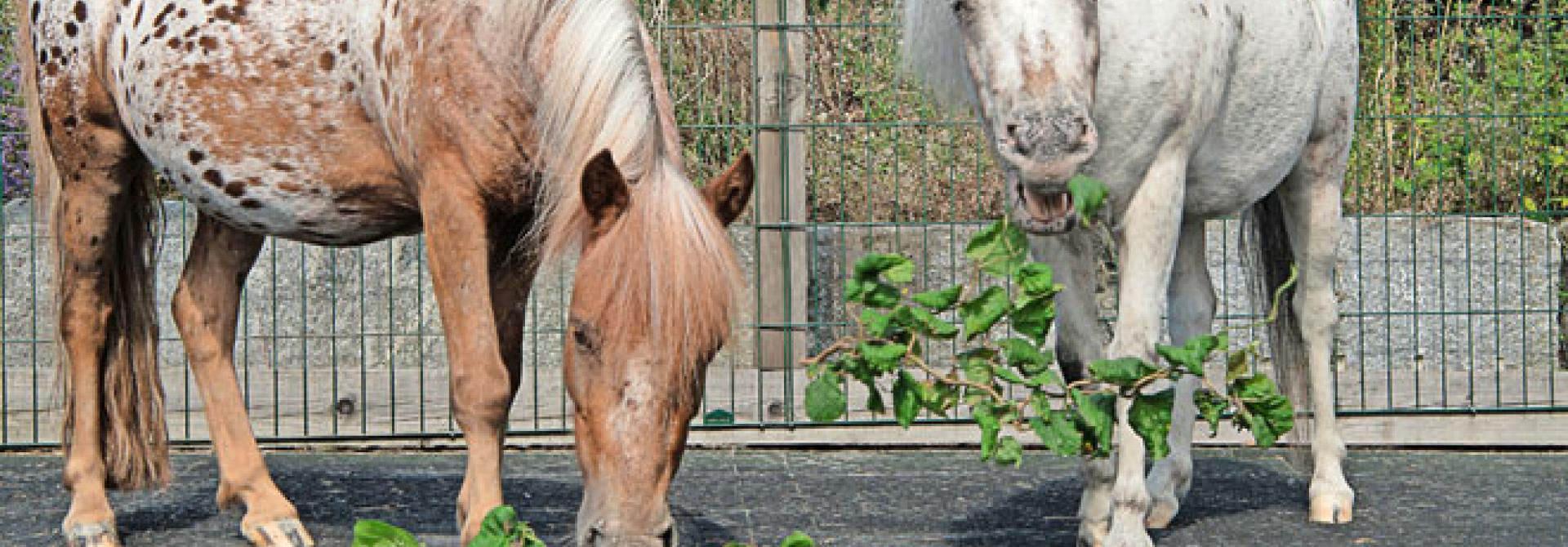 HaselstrauchPonys.jpg