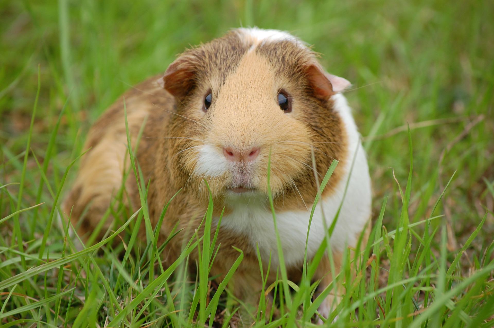 Meerschweinchen