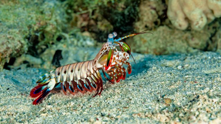 Bunter Fangschreckenkrebs im Meer