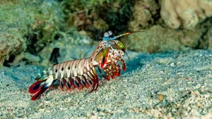 Der Bunte Fangschreckenkrebs (Odontodactylus scyllarus) hat seine Heimat im Indopazifik. Er ist aber auch ein beliebter Aquarienkrebs.