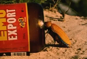 Der Australische Prachtkäfer mit seiner Geliebten, einer Bierflasche.