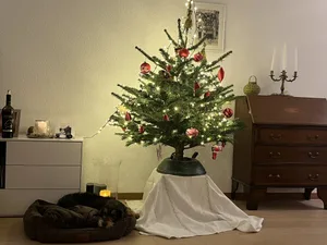 Erst jagte der Weihnachtsbaum einen kleinen Schrecken ein. Doch bald konnte sich Frieda darunter entspannen.