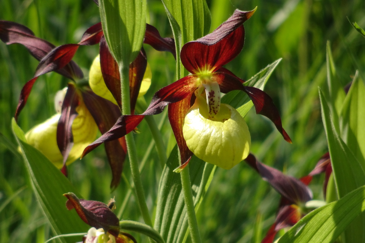 Unter Orchideen in der Schweiz