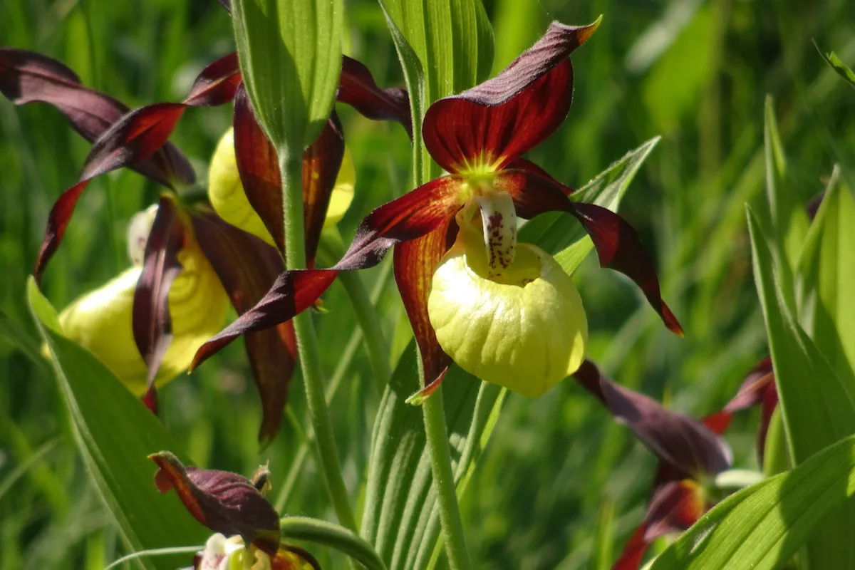 DSC07961 Unter Orchideen in der Schweiz