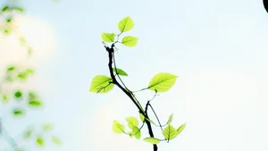 Setzlinge aller Art: Im Frühling wurden sie zuhauf gekauft. Doch wie sieht es jetzt aus?