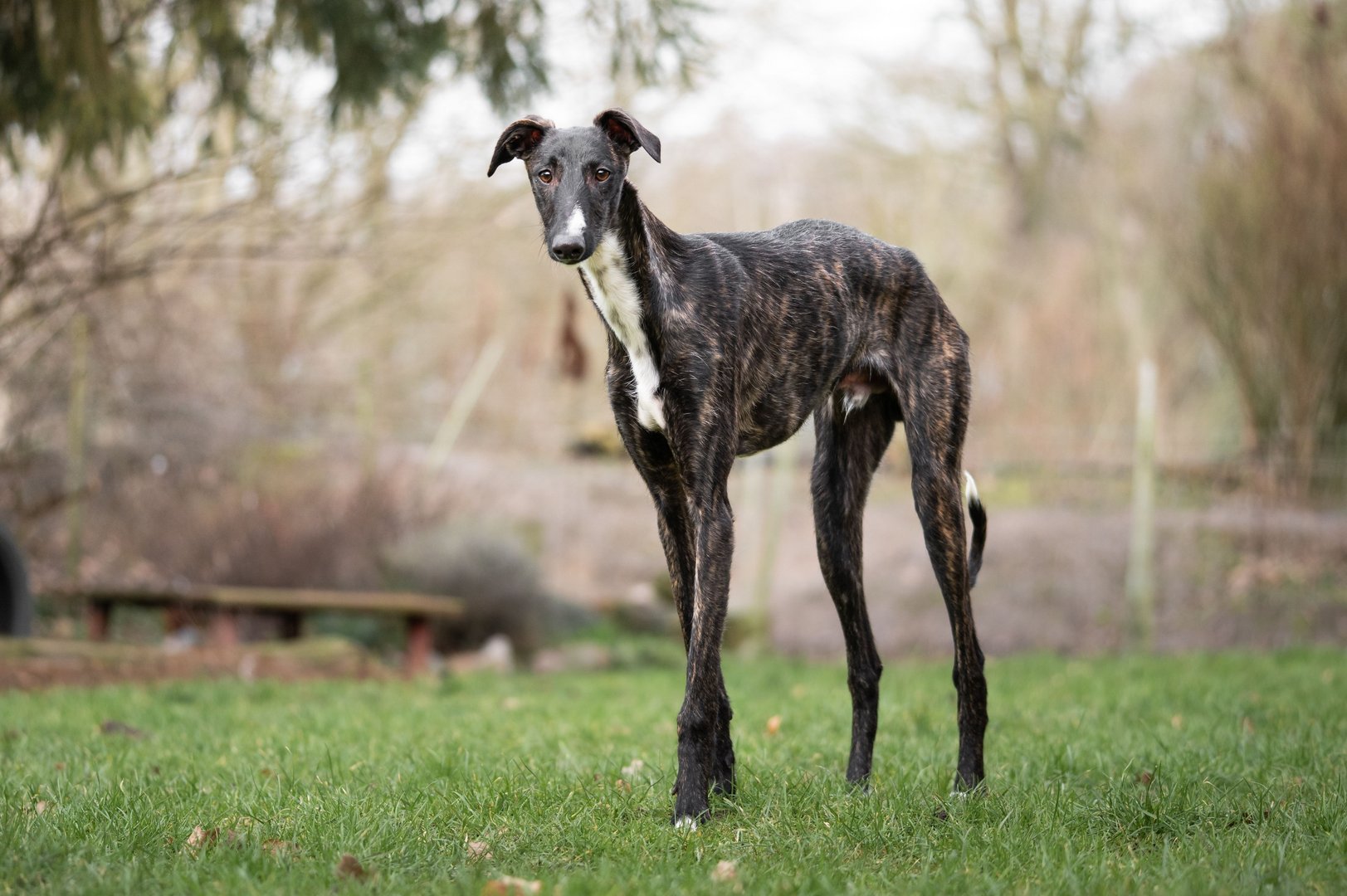 Galgo Español: Der sanftmütige Wirbelblitz