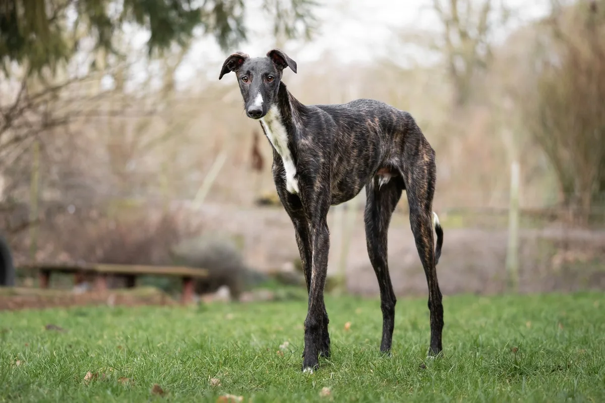 shutterstock_2541573473 Galgo Español: Der sanftmütige Wirbelblitz